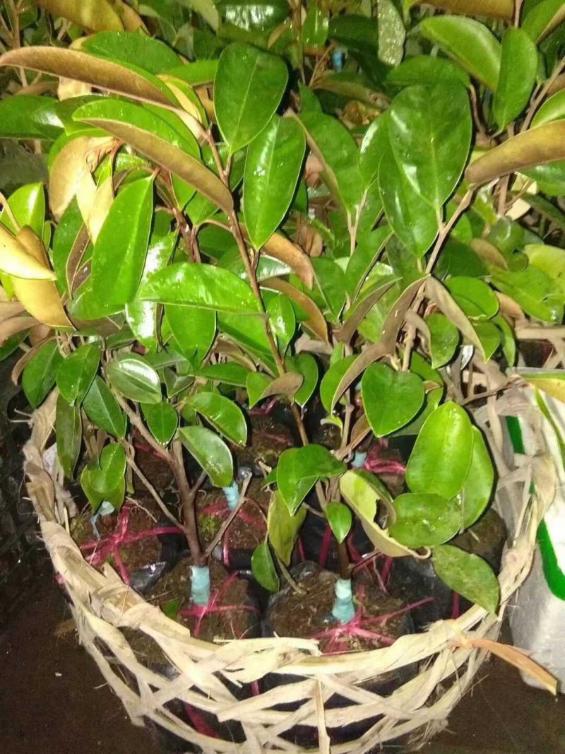 牛奶树图片(白花牛奶树图片) 牛奶树图片(白花牛奶树图片)