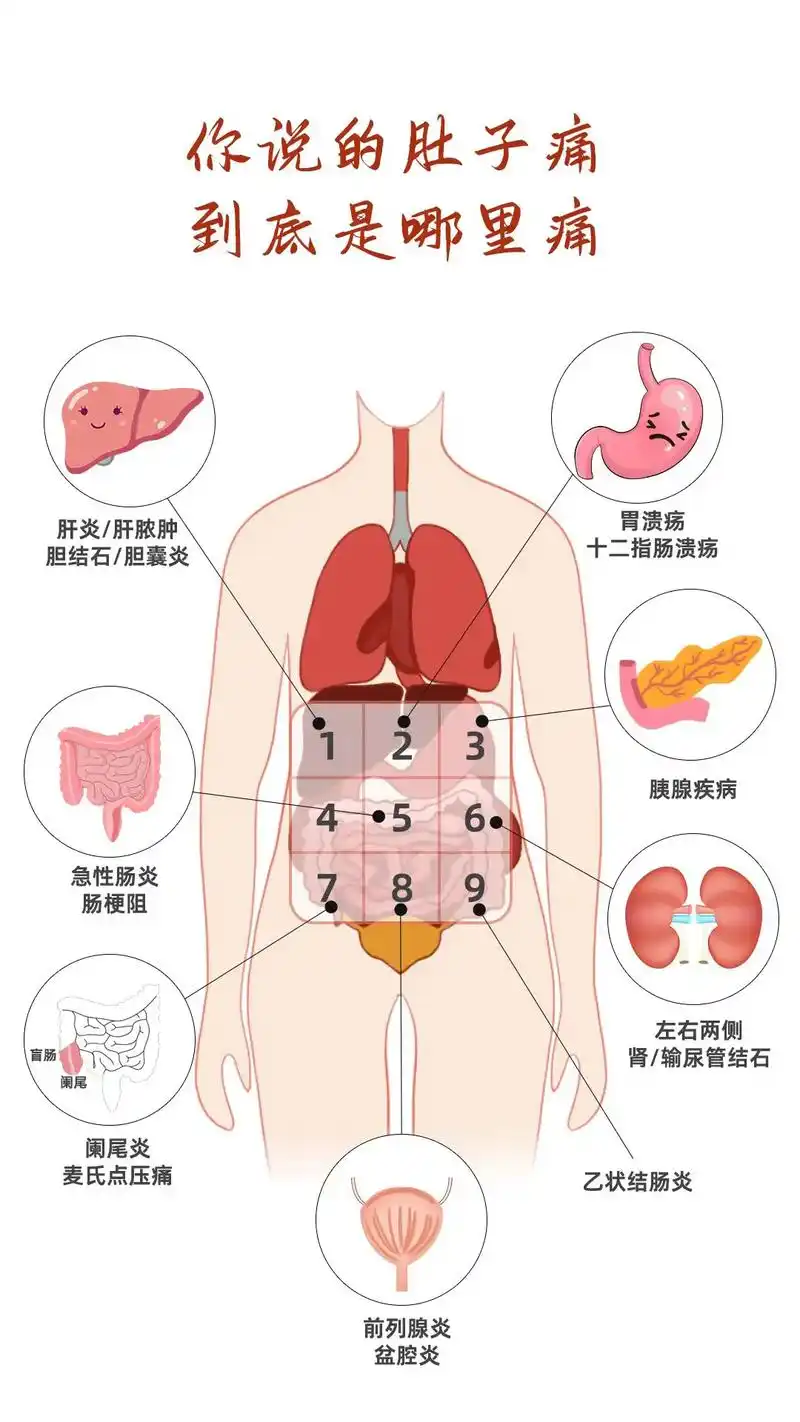 腹部脏器位置图片(腹部脏器分布图解剖前面观) 腹部脏器位置图片(腹部脏器分布图解剖前面观)