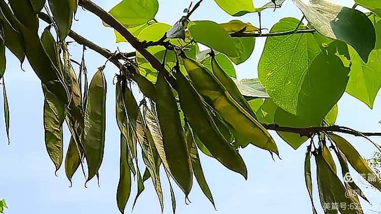 紫荆果(紫荆果实的功效与作用)