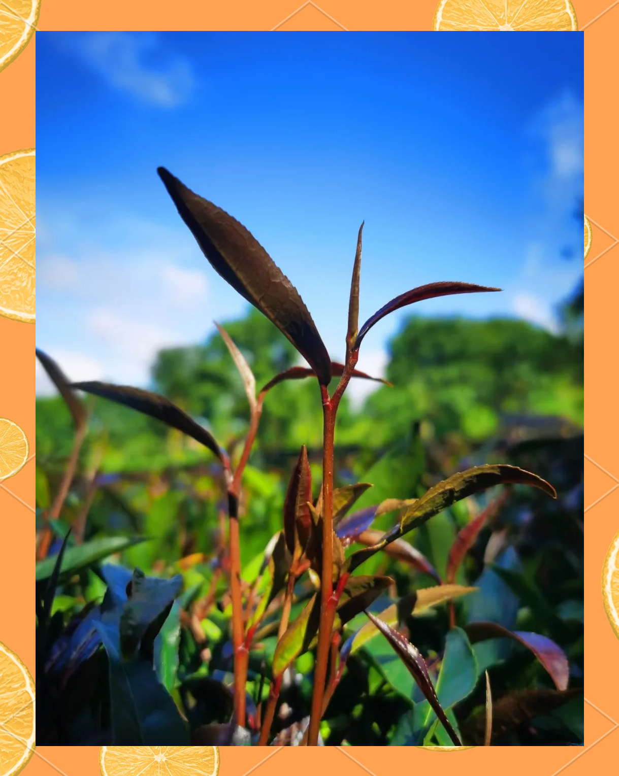 紫娟茶介绍(紫娟茶属于红茶还是绿茶)