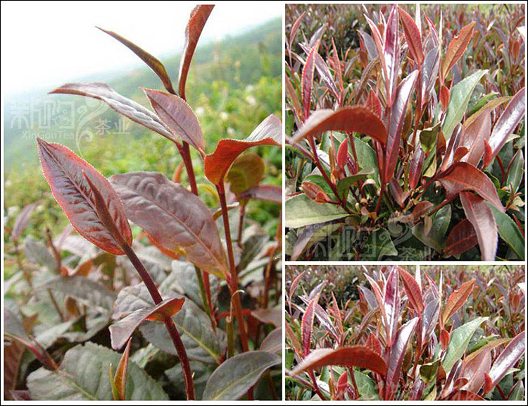 紫娟茶介绍(紫娟茶属于红茶还是绿茶)