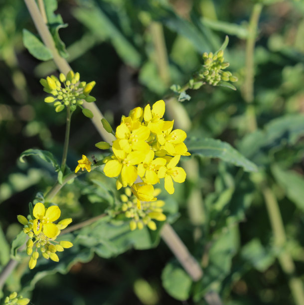 苦芥(苦芥是什么) 苦芥(苦芥是什么)