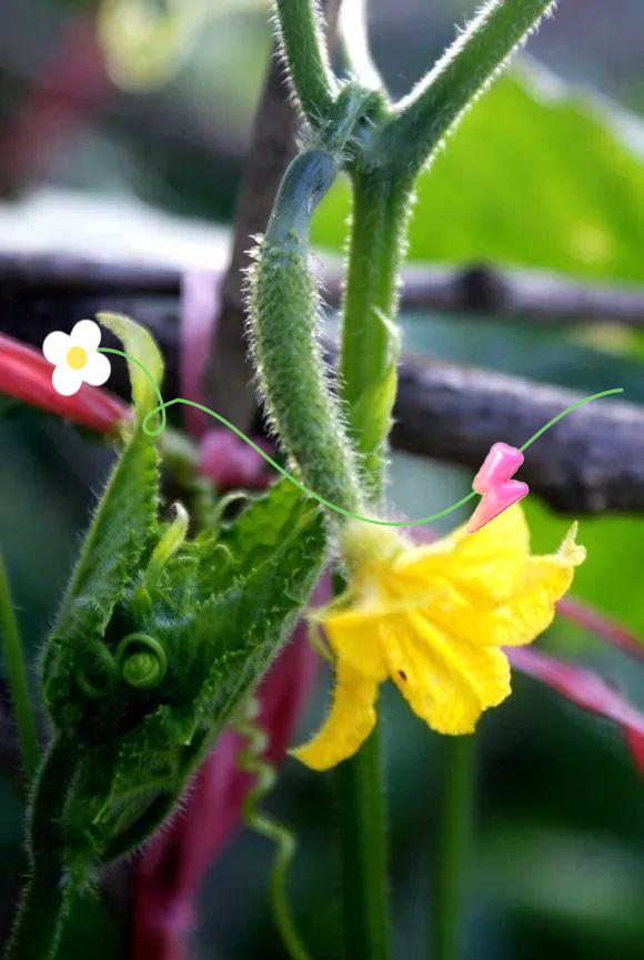 黄瓜藤(黄瓜藤只开雄花)