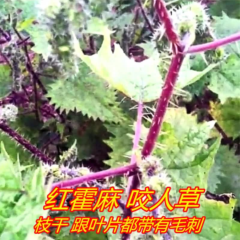 红活麻图片(红活麻图片大全) 红活麻图片(红活麻图片大全)