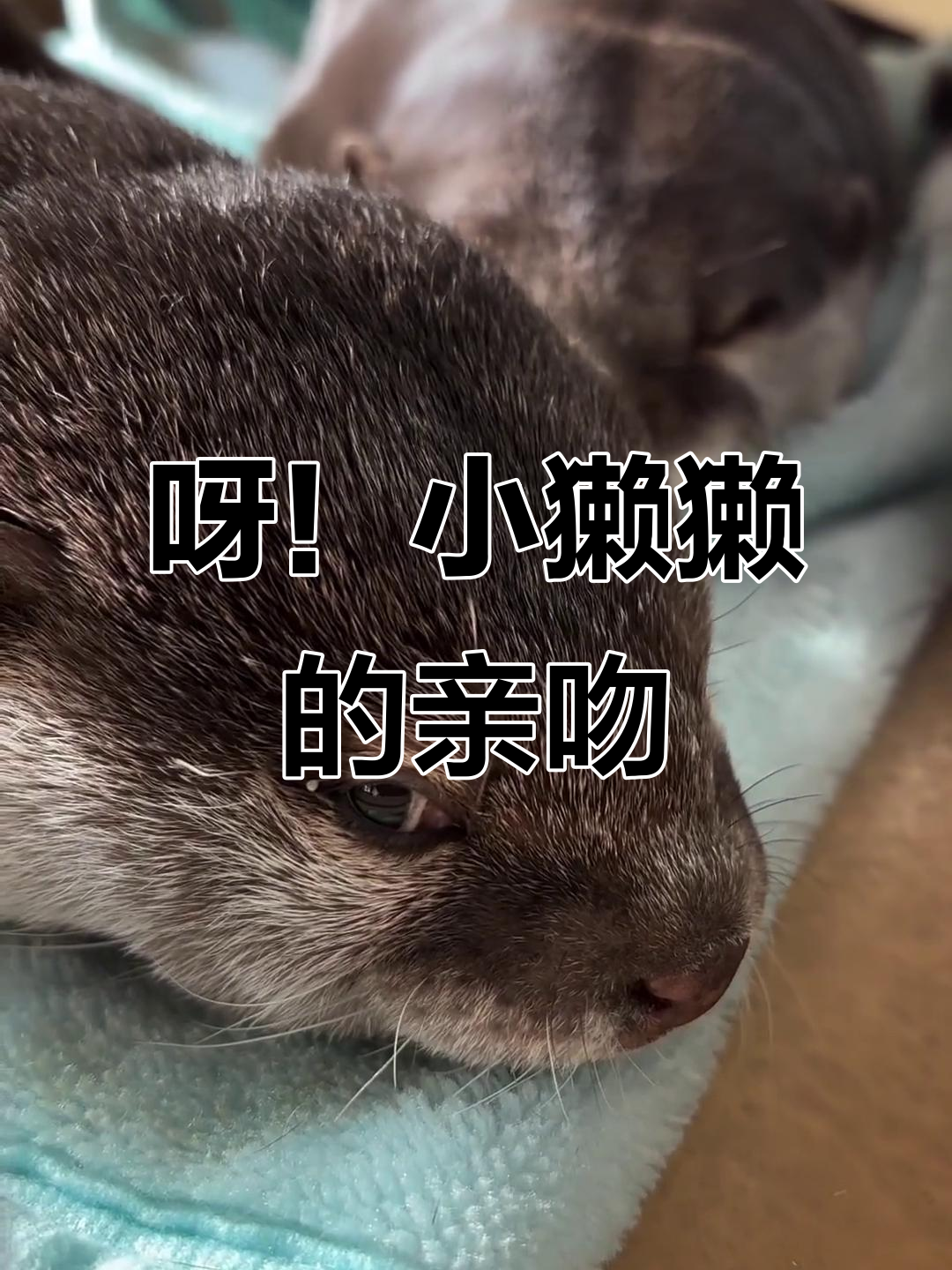 亲吻表情包(亲吻表情包简笔画)