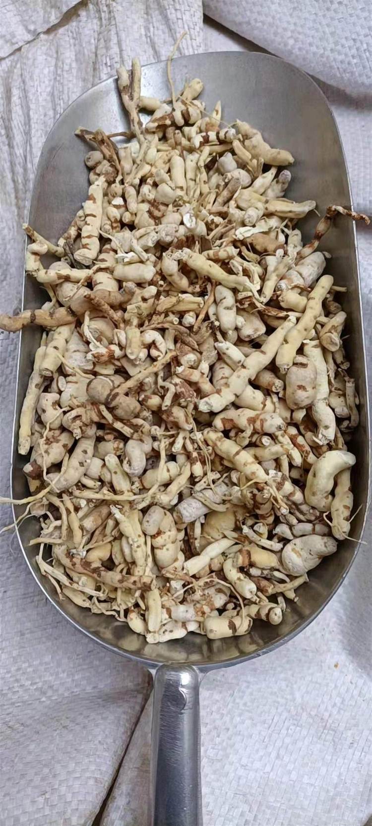见血飞图片(见血飞图片功效作用)