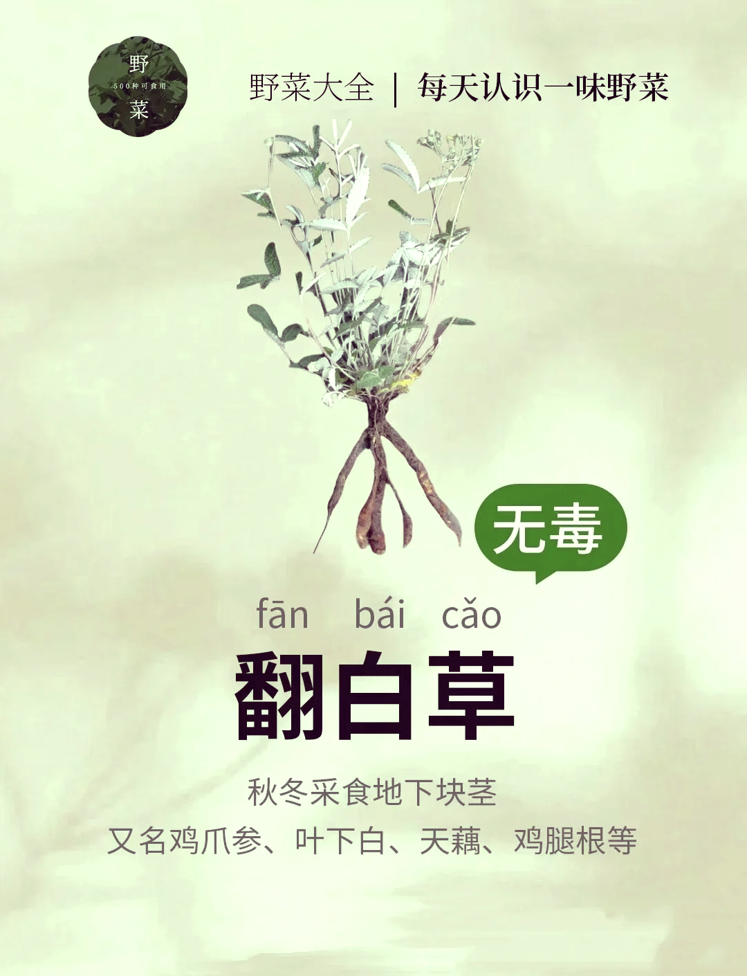 脱力草的功效与作用(脱力草的功效与作用图片 双丽草) 脱力草的功效与作用(脱力草的功效与作用图片 双丽草)