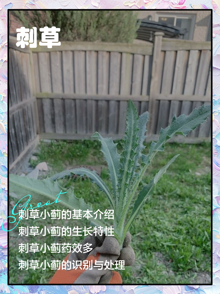 苦刺的功效和作用(苦刺中草药功效图片)