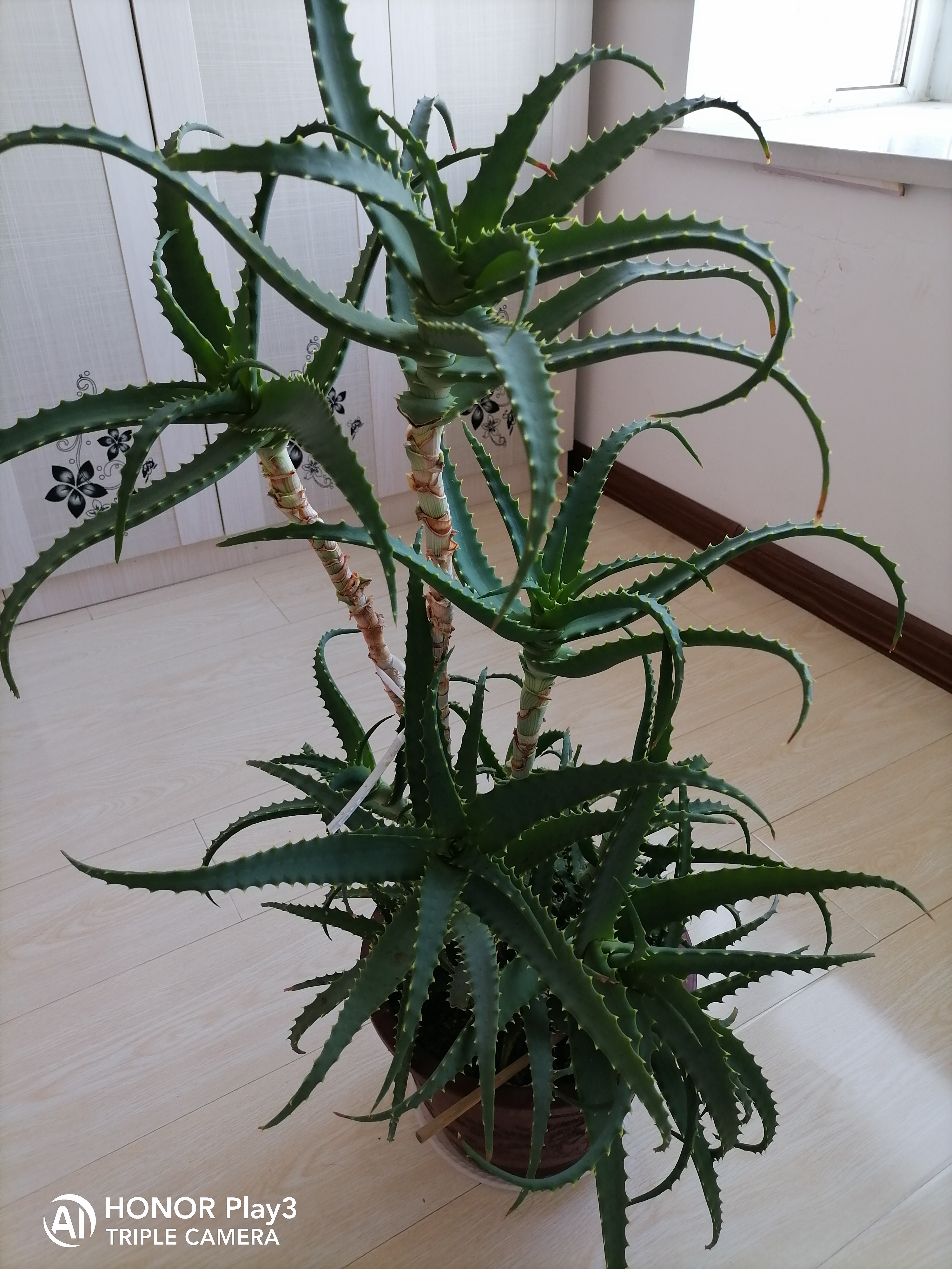 龙爪花图片(龙爪花图片的功效)