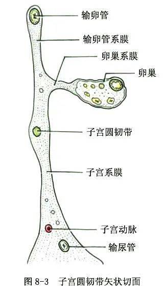 女性生殖系统的结构组成图片(女性生殖系统的结构组成图片高清) 女性生殖系统的结构组成图片(女性生殖系统的结构组成图片高清)