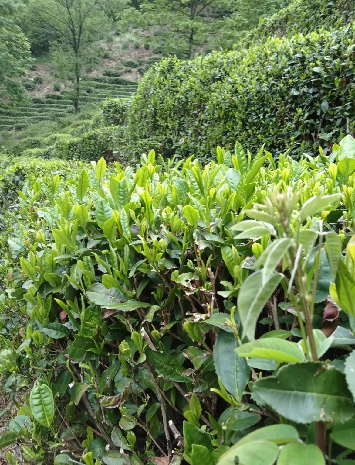 高山云雾茶属于什么茶(高山云雾茶属于什么茶治什么) 高山云雾茶属于什么茶(高山云雾茶属于什么茶治什么)