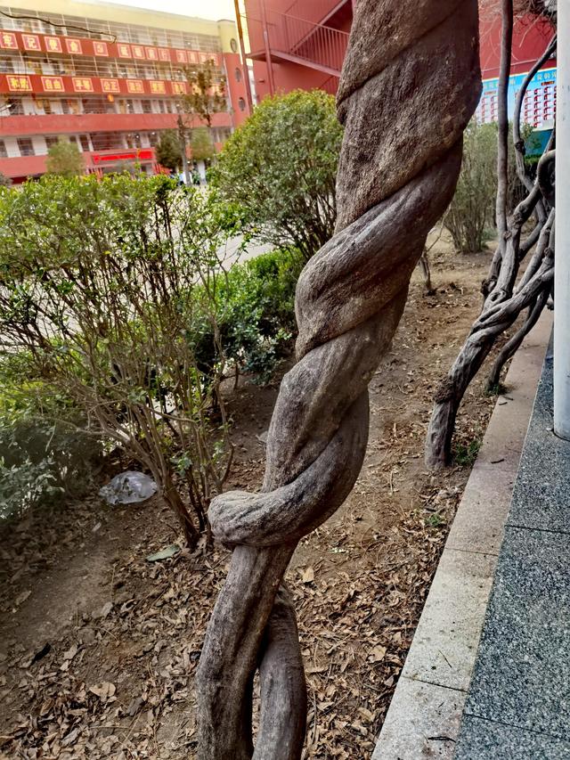 紫藤根(紫藤根图片) 紫藤根(紫藤根图片)
