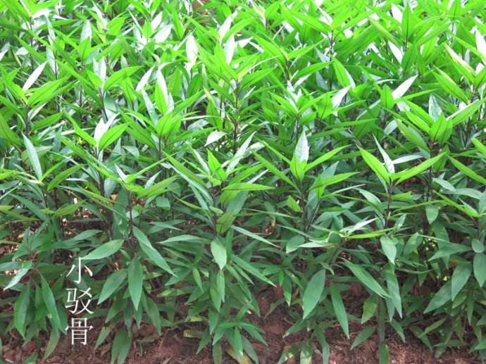 驳骨草的图片(驳骨草的图片与功效和作用)