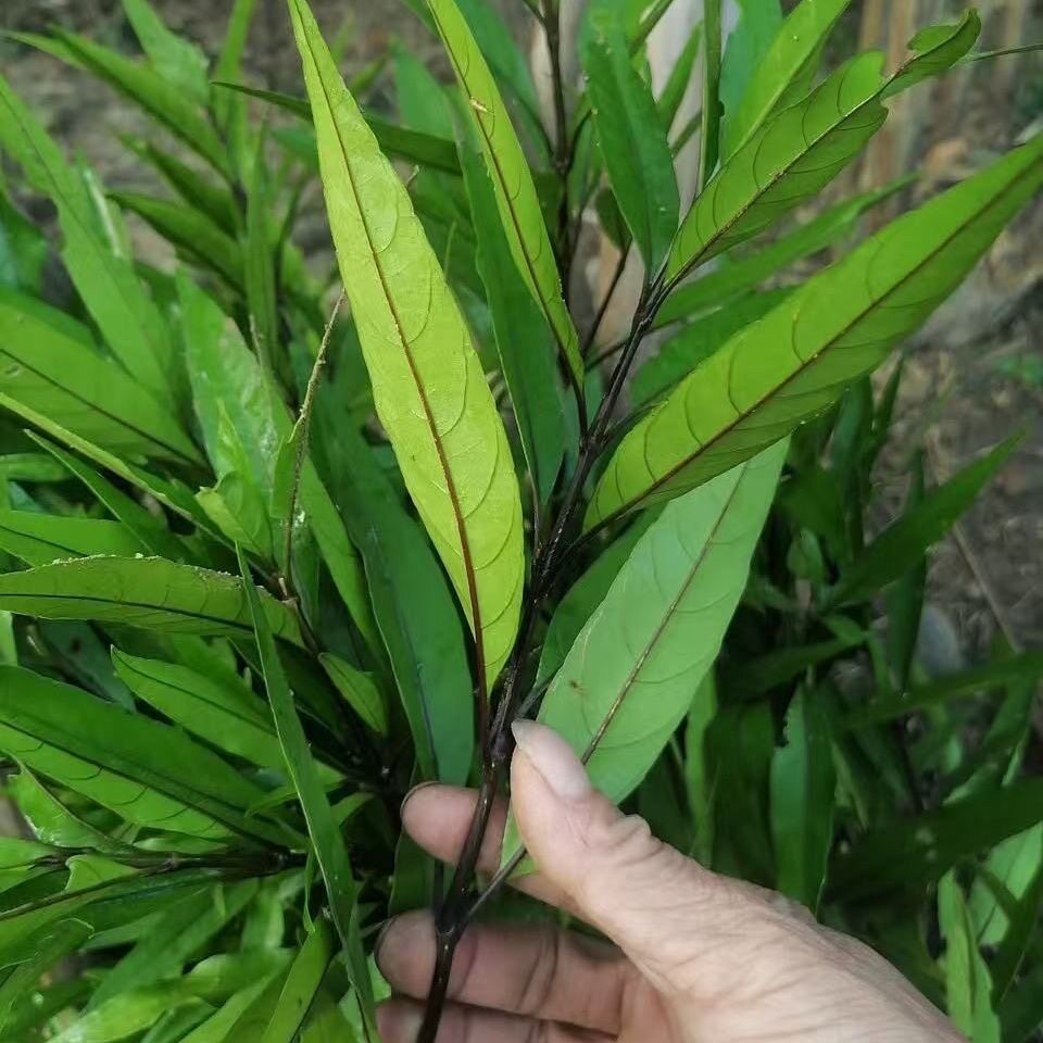 驳骨草的图片(驳骨草的图片与功效和作用) 驳骨草的图片(驳骨草的图片与功效和作用)