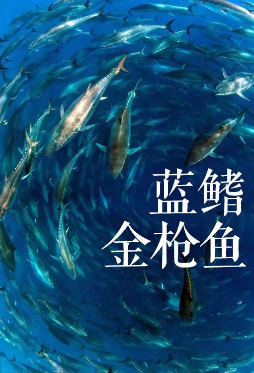蓝鳍金枪鱼图片(蓝鳍金枪鱼图片和黄鳍金枪鱼)
