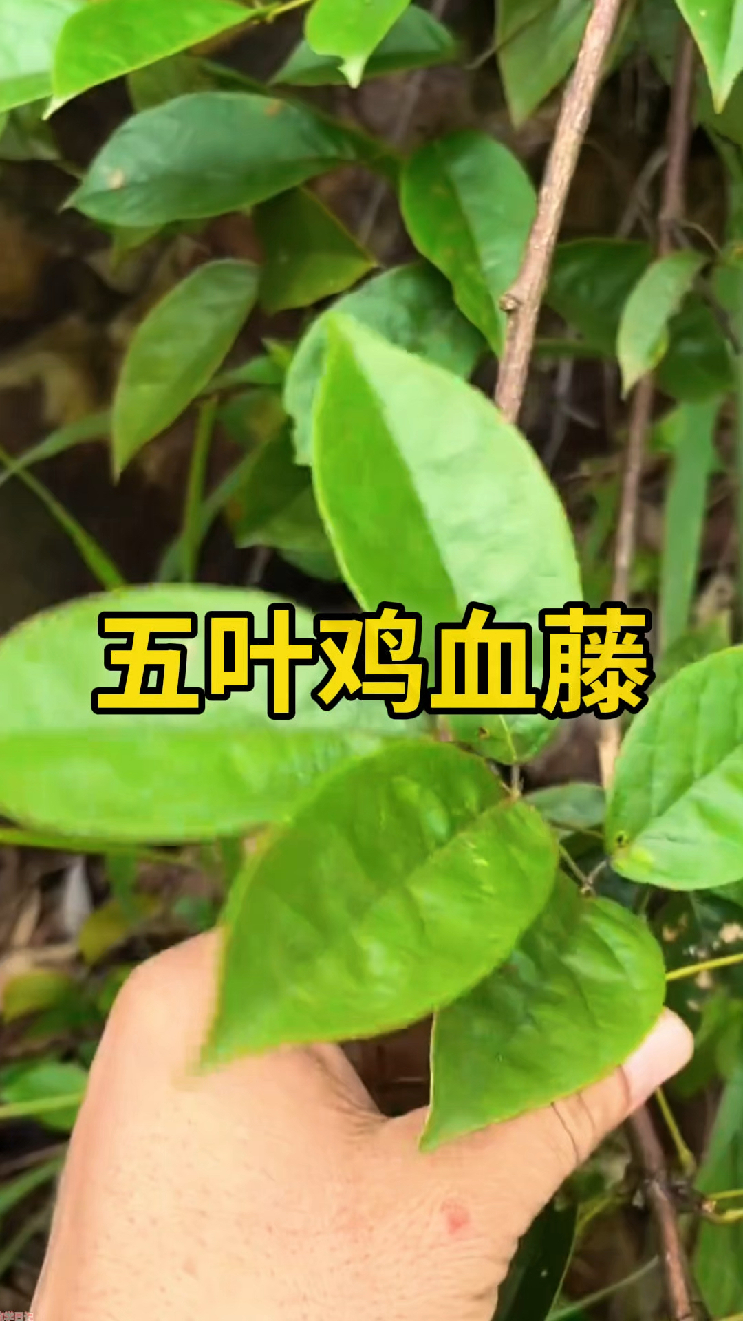 五香血藤的功效与作用(五香血藤的功效与作用及食用方法) 五香血藤的功效与作用(五香血藤的功效与作用及食用方法)