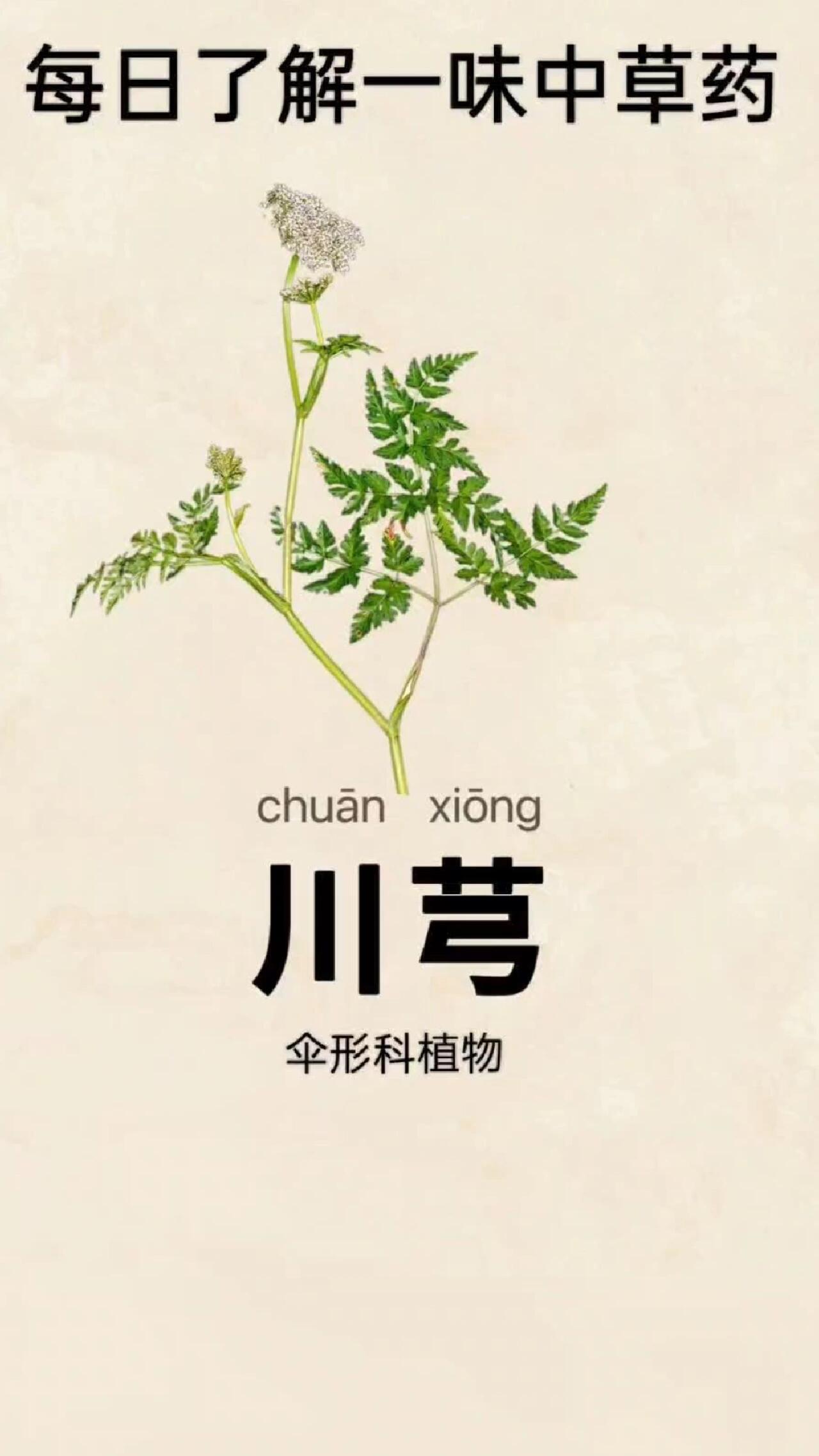 川芎的功效与作用禁忌(川芎的功效与作用禁忌与副作用有哪些)
