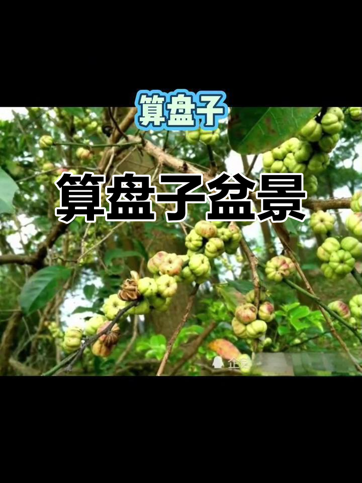 算盘子图片(草药算盘子图片)