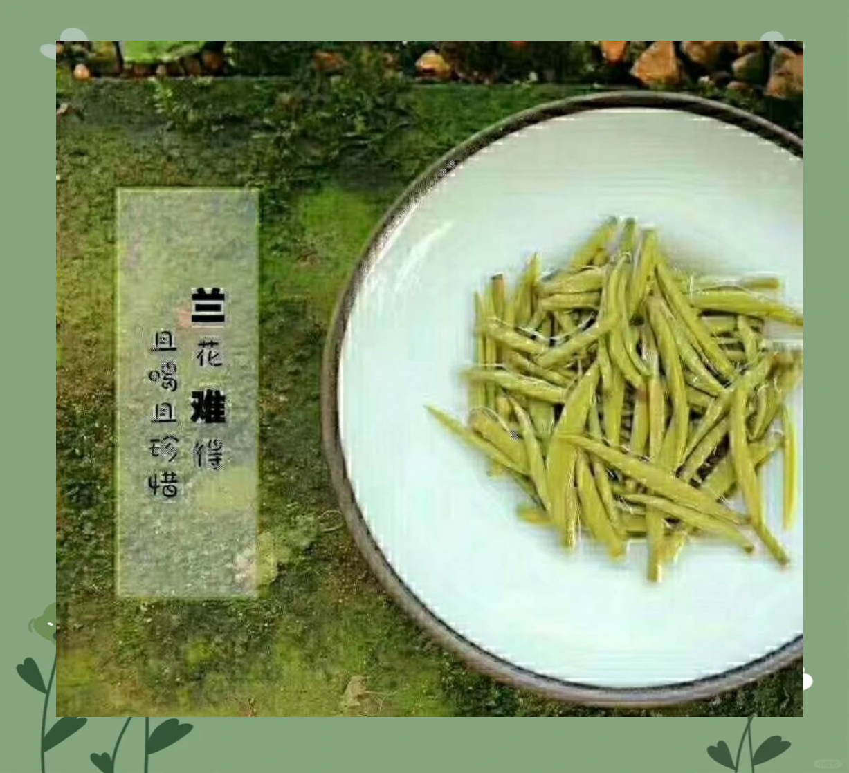 踏雪兰妃属于什么茶叶(踏雪兰妃的功效与作用禁忌) 踏雪兰妃属于什么茶叶(踏雪兰妃的功效与作用禁忌)