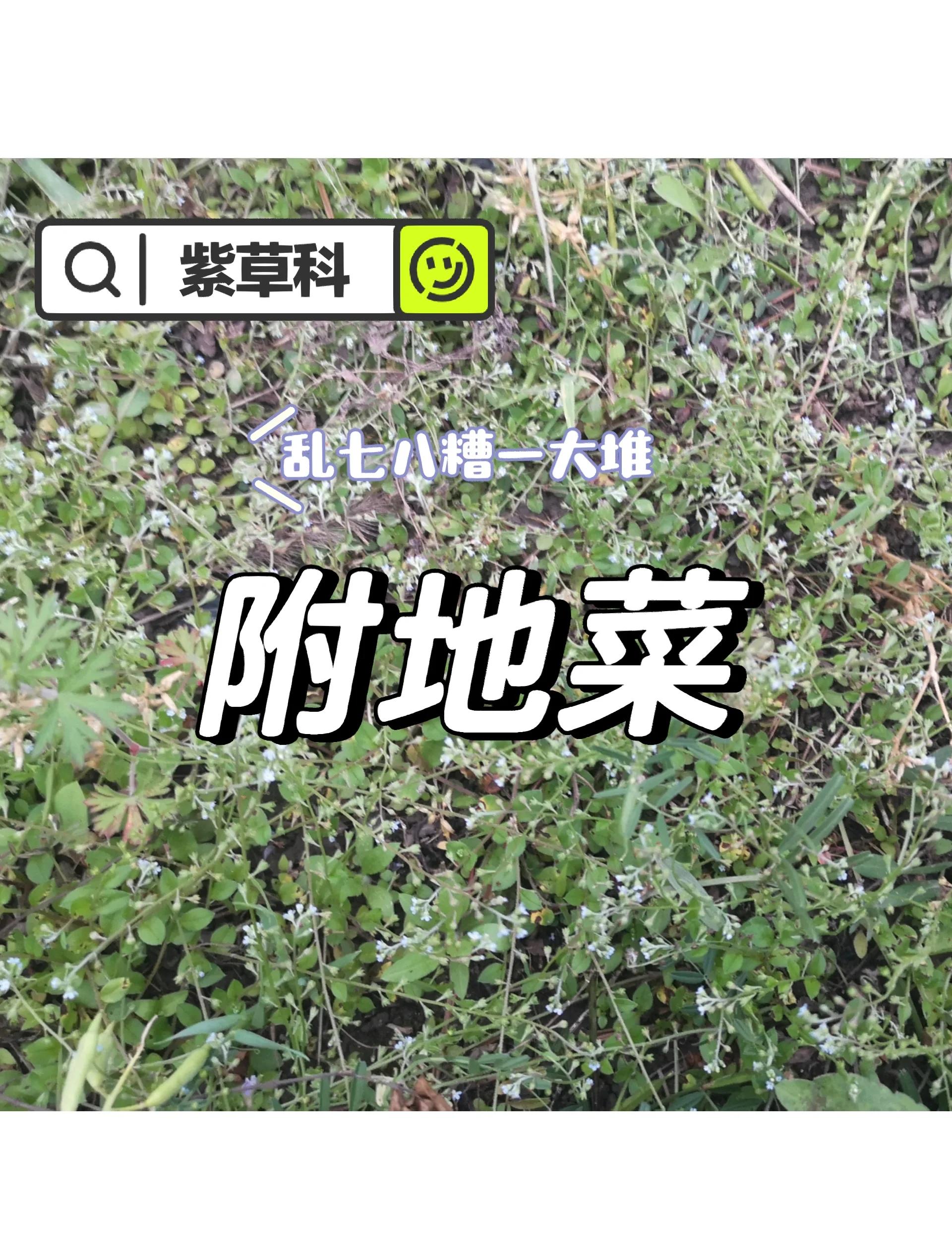 附地菜图片(附地菜有什么药用价值)