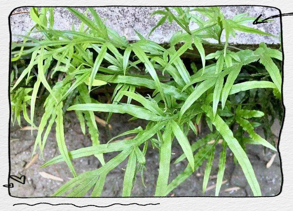 凤尾草图片大全(金丝凤尾草图片大全)