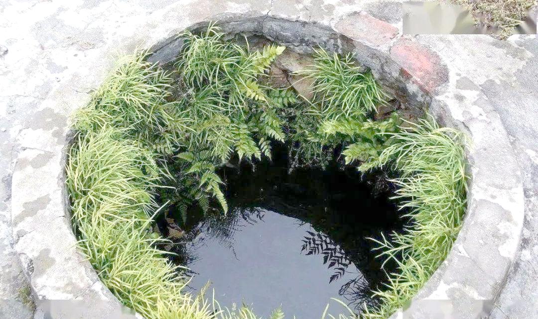 凤尾草图片大全(金丝凤尾草图片大全) 凤尾草图片大全(金丝凤尾草图片大全)
