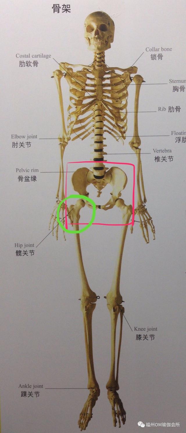 髋关节位置图片(髋关节位置图片 人体) 髋关节位置图片(髋关节位置图片 人体)