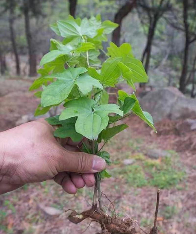 穿山龙图片(穿山龙图片功效药用)