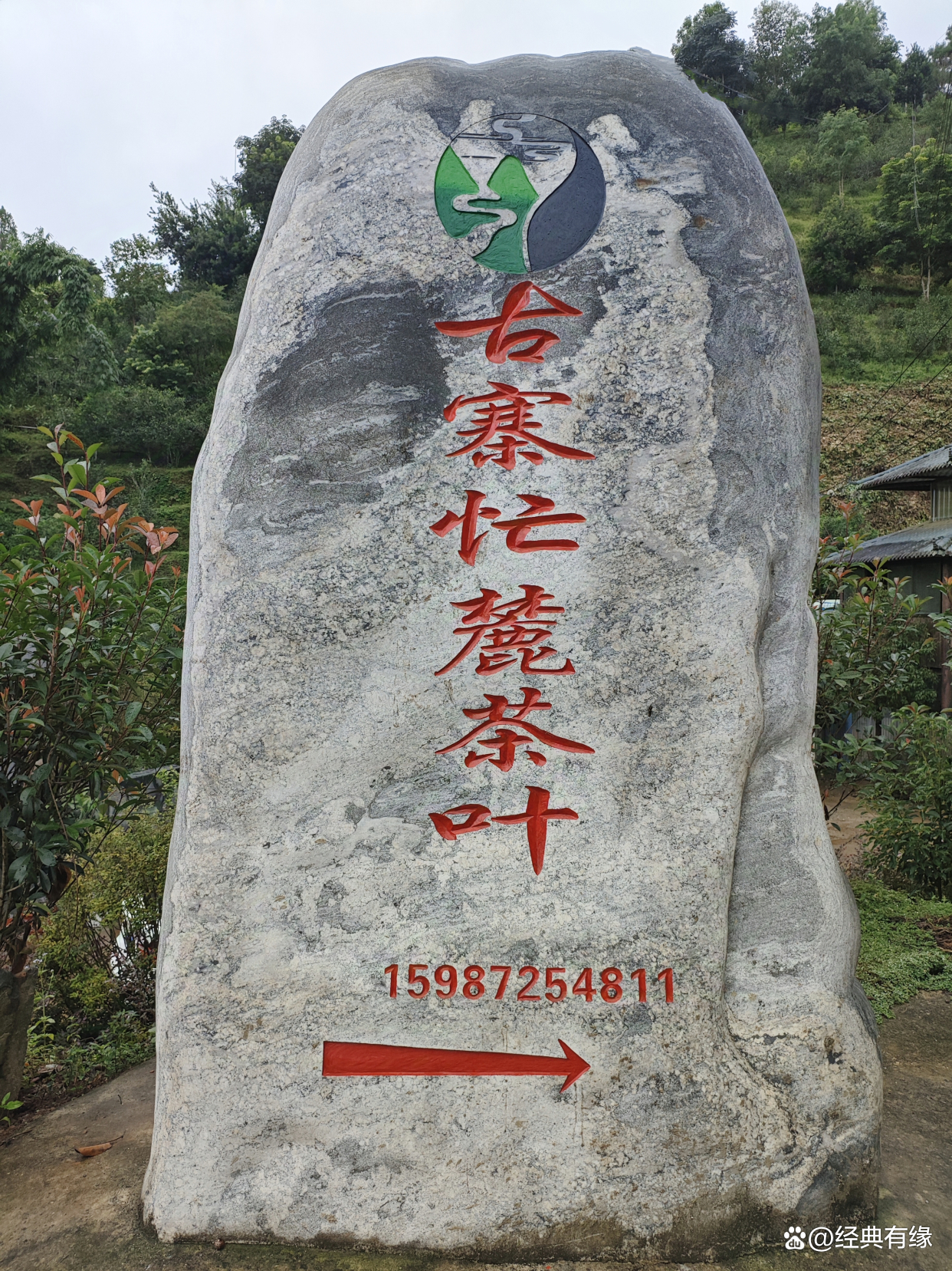昔归茶简介(昔归茶的特点口感价格)