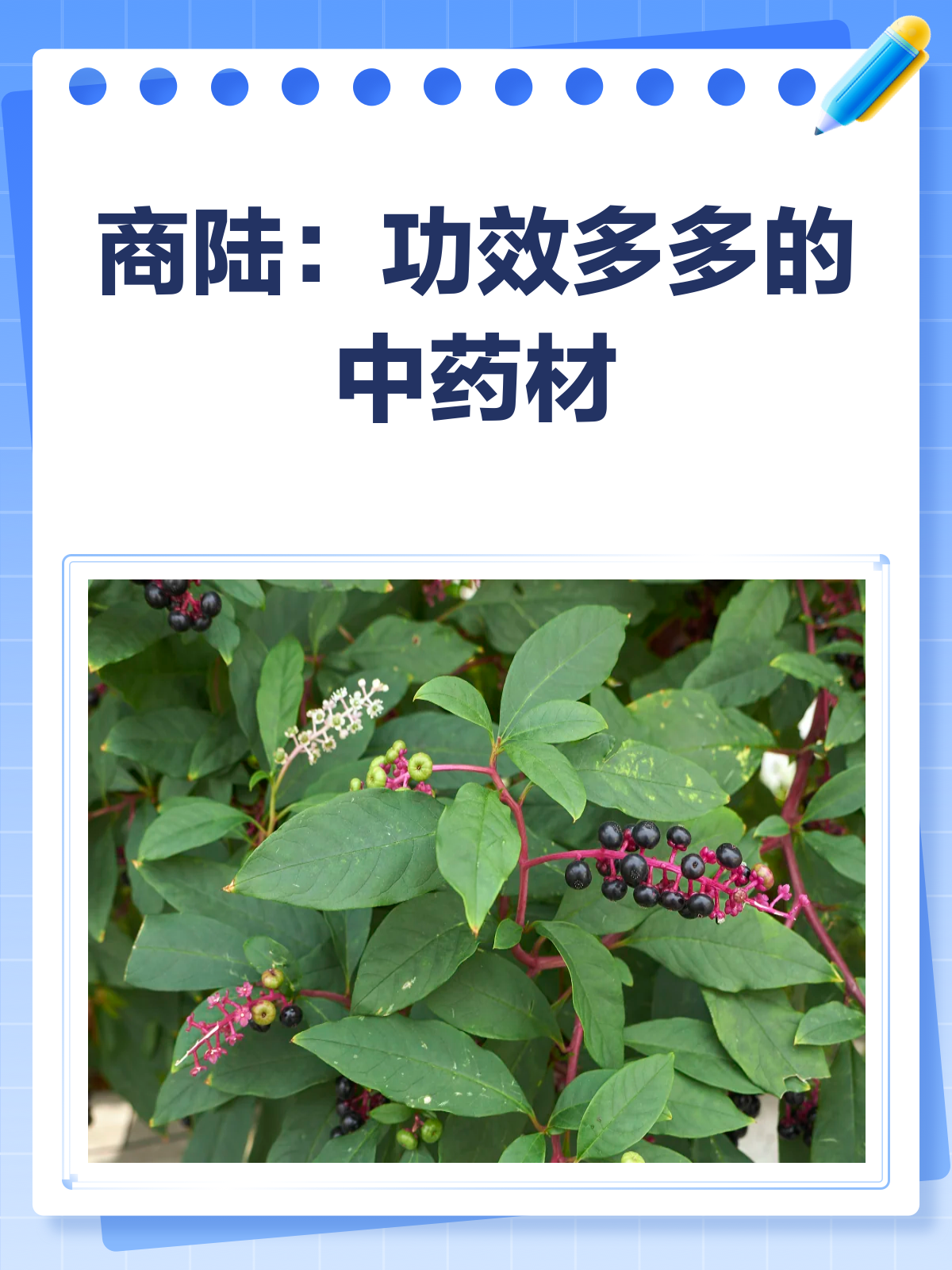 商陆图片(商陆图片功效与作用)