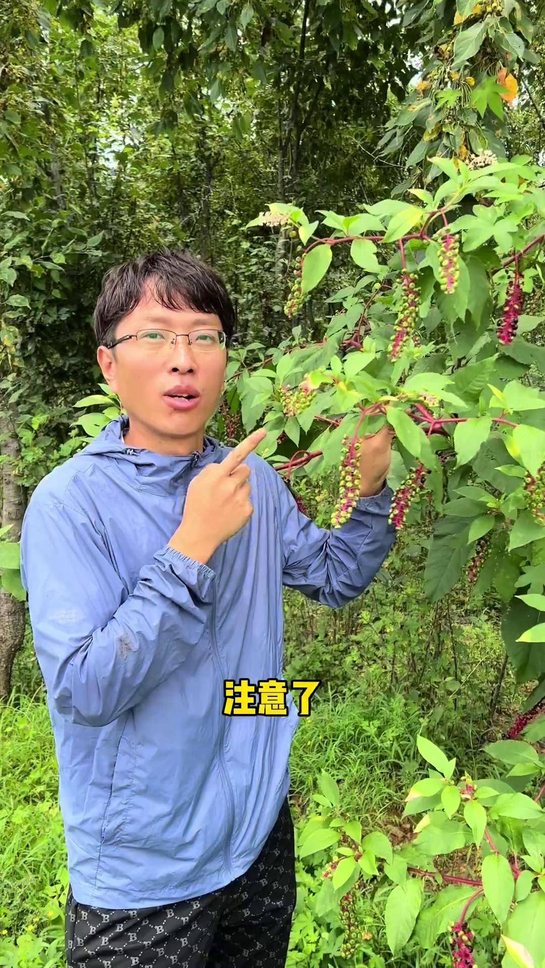 商陆图片(商陆图片功效与作用)
