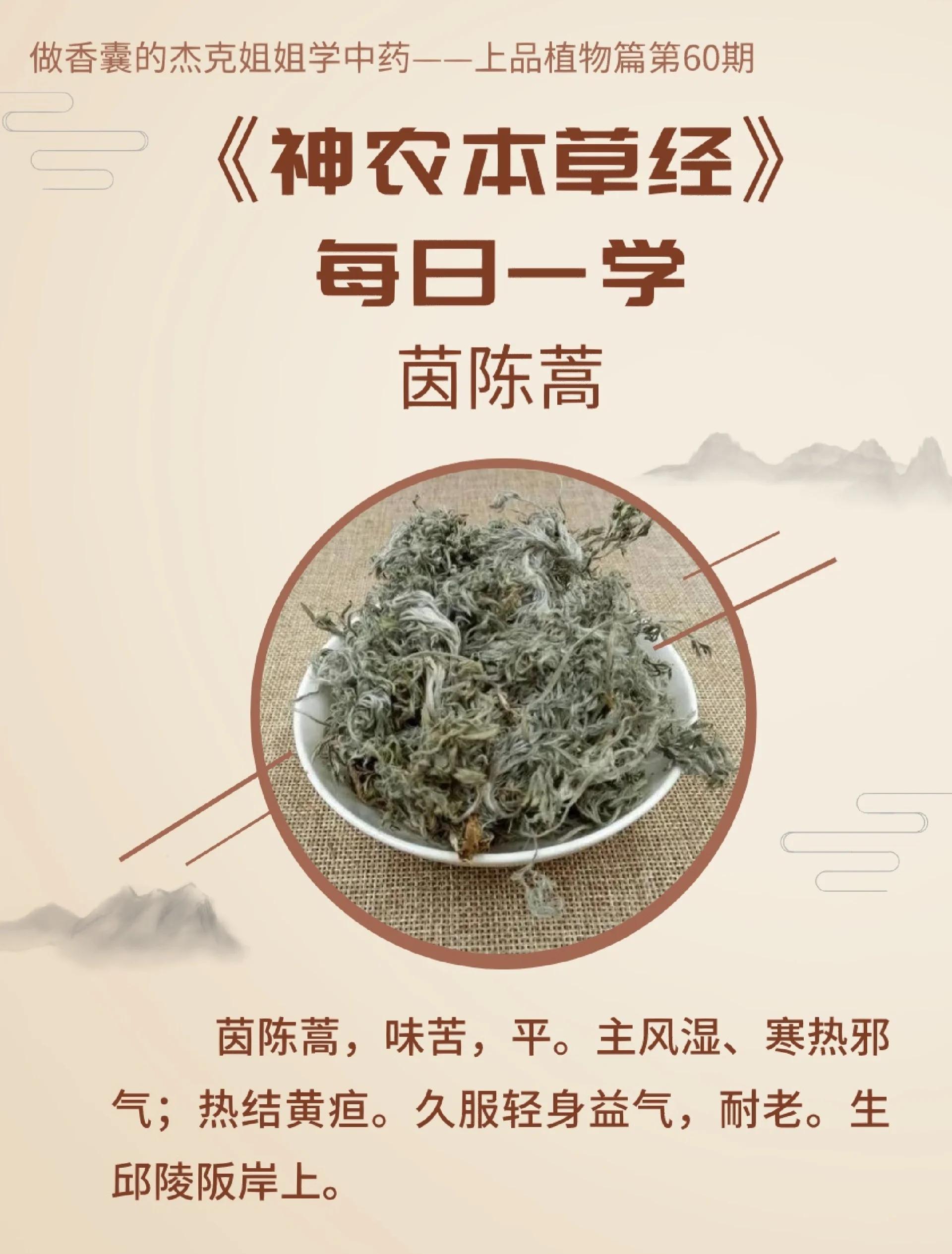 茵陈茶的功效与作用(石城茵陈茶的功效与作用) 茵陈茶的功效与作用(石城茵陈茶的功效与作用)