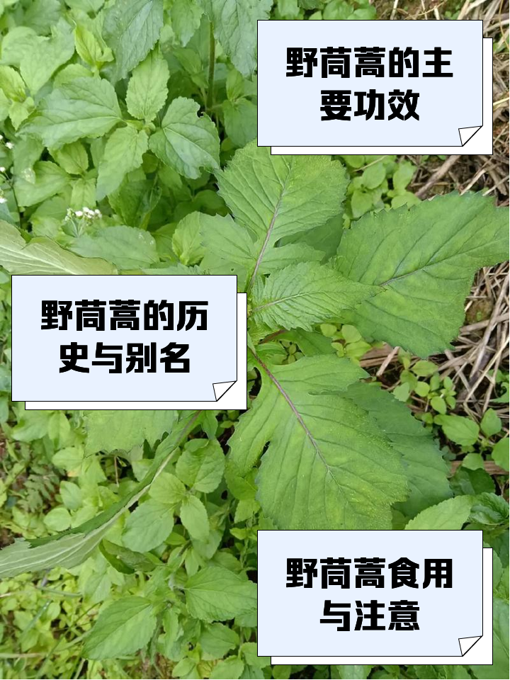椒蒿的功效与禁忌(椒蒿的功效与作用开花图) 椒蒿的功效与禁忌(椒蒿的功效与作用开花图)
