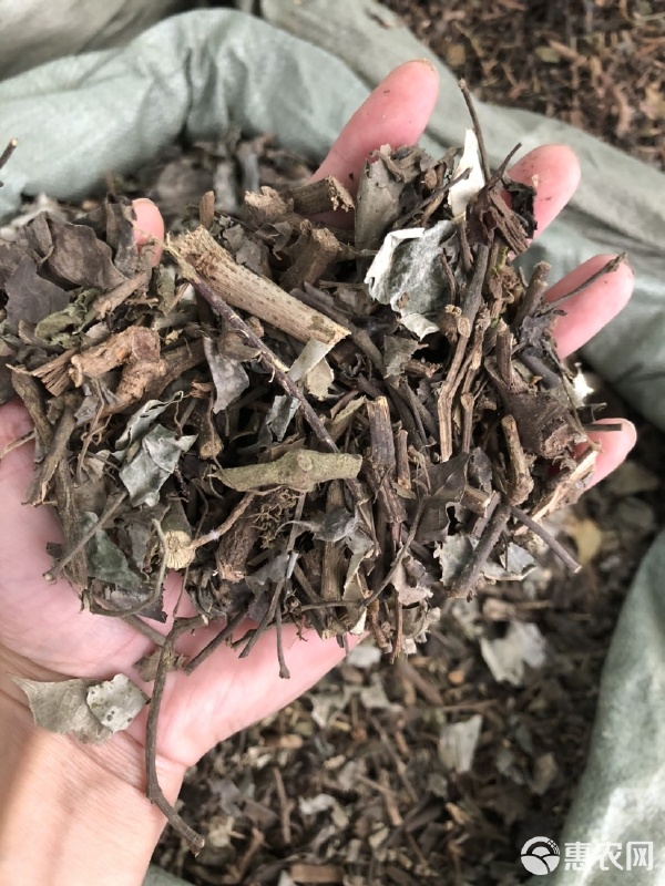 风藤草(风藤草的功效和作用及用法) 风藤草(风藤草的功效和作用及用法)