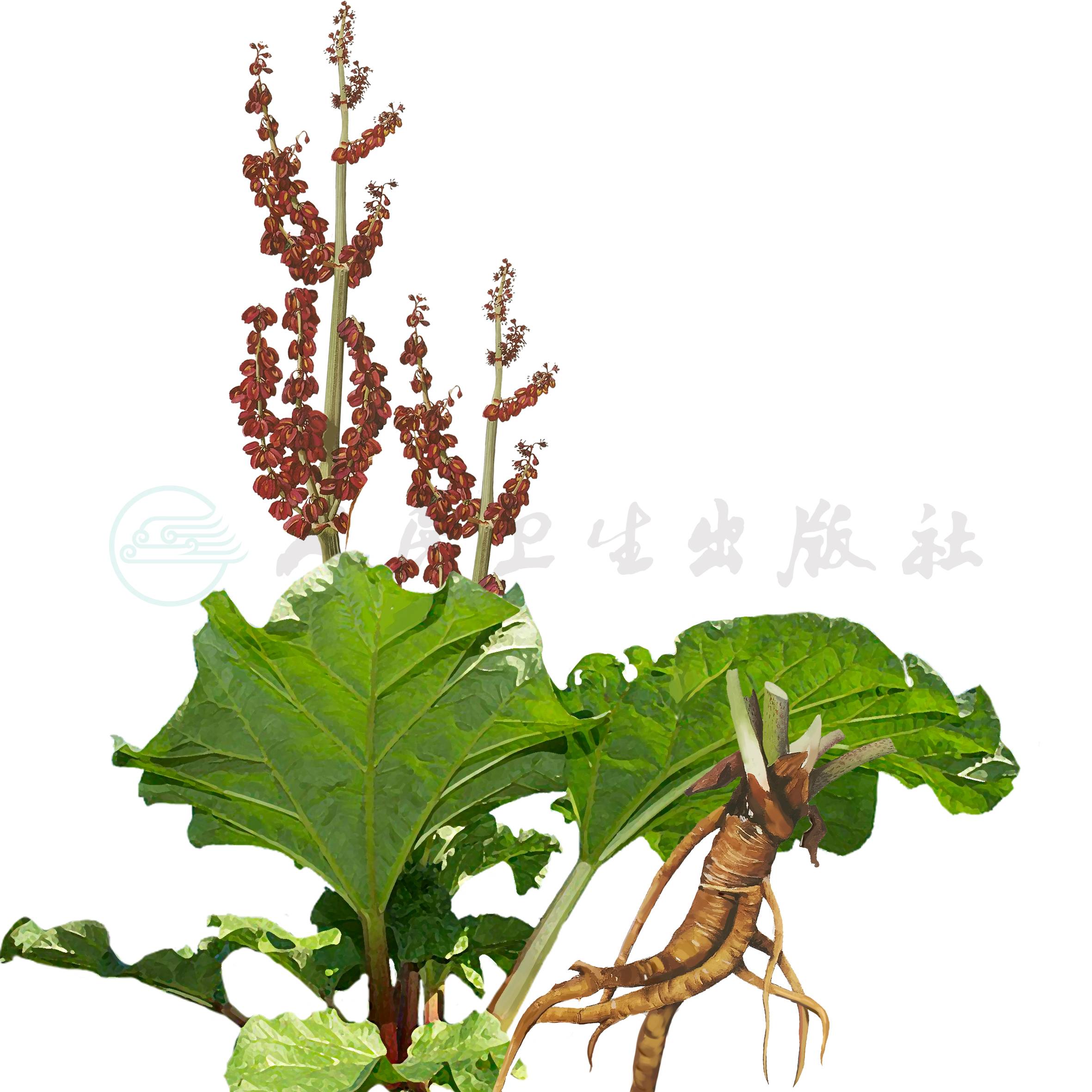 清热泻脾散(清热泻脾散汤头歌诀) 清热泻脾散(清热泻脾散汤头歌诀)