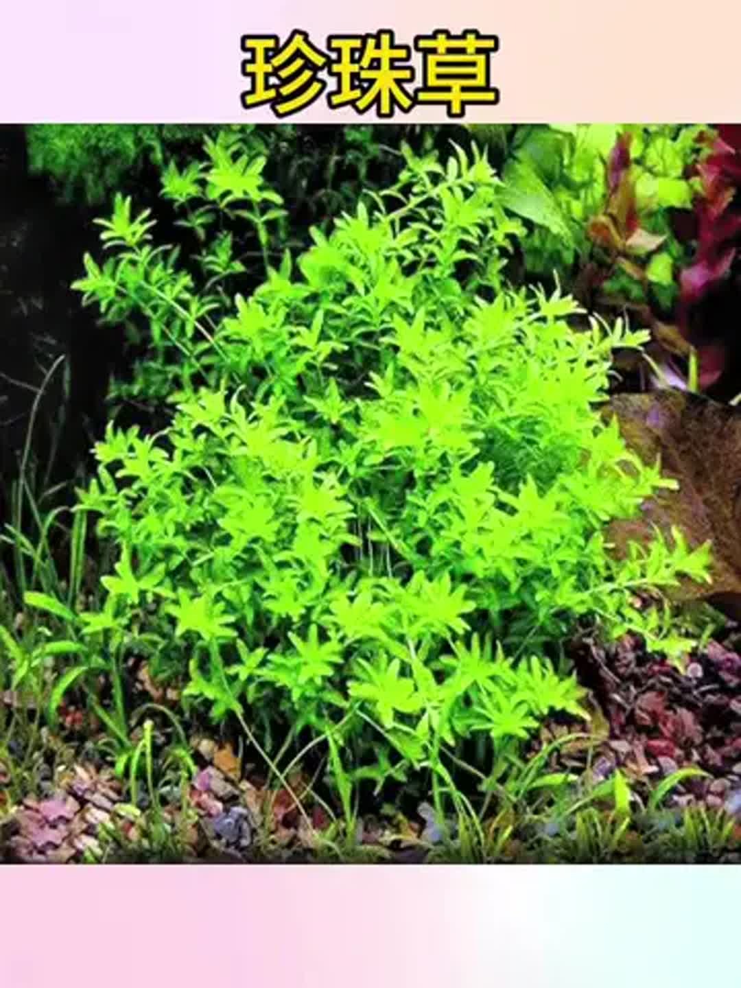 珍珠露水草(珍珠露水草肿瘤)