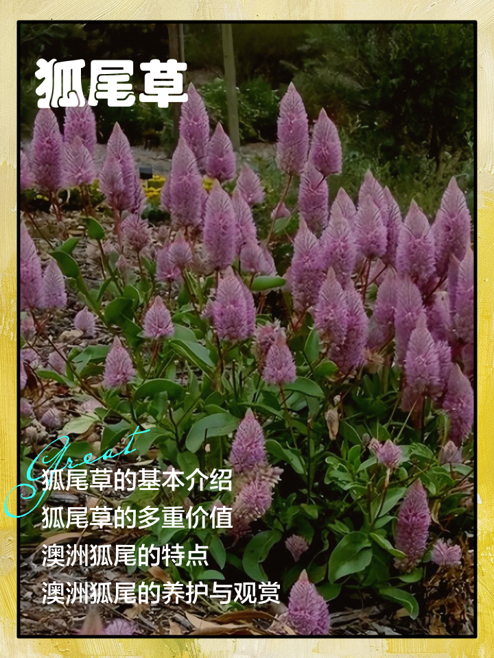 狸尾草的功效与作用(狸尾草的功效与作用及禁忌) 狸尾草的功效与作用(狸尾草的功效与作用及禁忌)