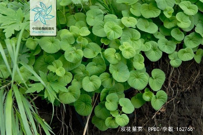 双花中药别名是什么(中药材双花功效与作用)