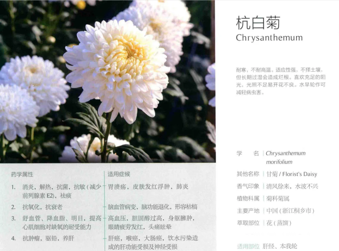 白菊花茶的功效与作用(菊花和金银花一起泡水喝的功效)
