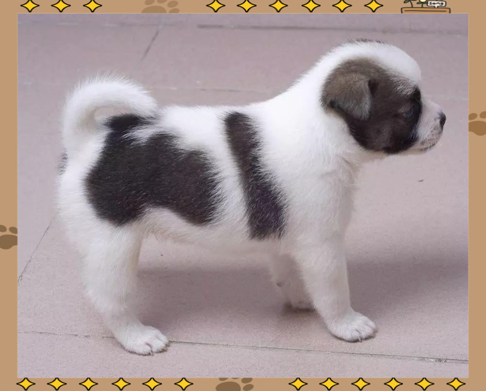 18种串串狗(18种串串狗小犬) 18种串串狗(18种串串狗小犬)