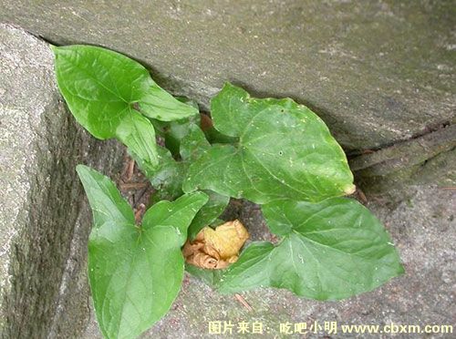 犁头尖图片(犁头尖图片大全大图高清) 犁头尖图片(犁头尖图片大全大图高清)