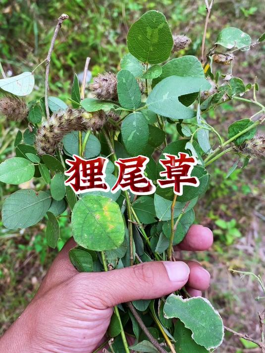 狸尾草的功效作用(狸尾草能不能治肝病)