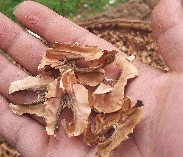 分心木对失眠起作用吗(分心木对失眠起作用吗 分心木如何吃能改善失眠) 分心木对失眠起作用吗(分心木对失眠起作用吗 分心木如何吃能改善失眠)