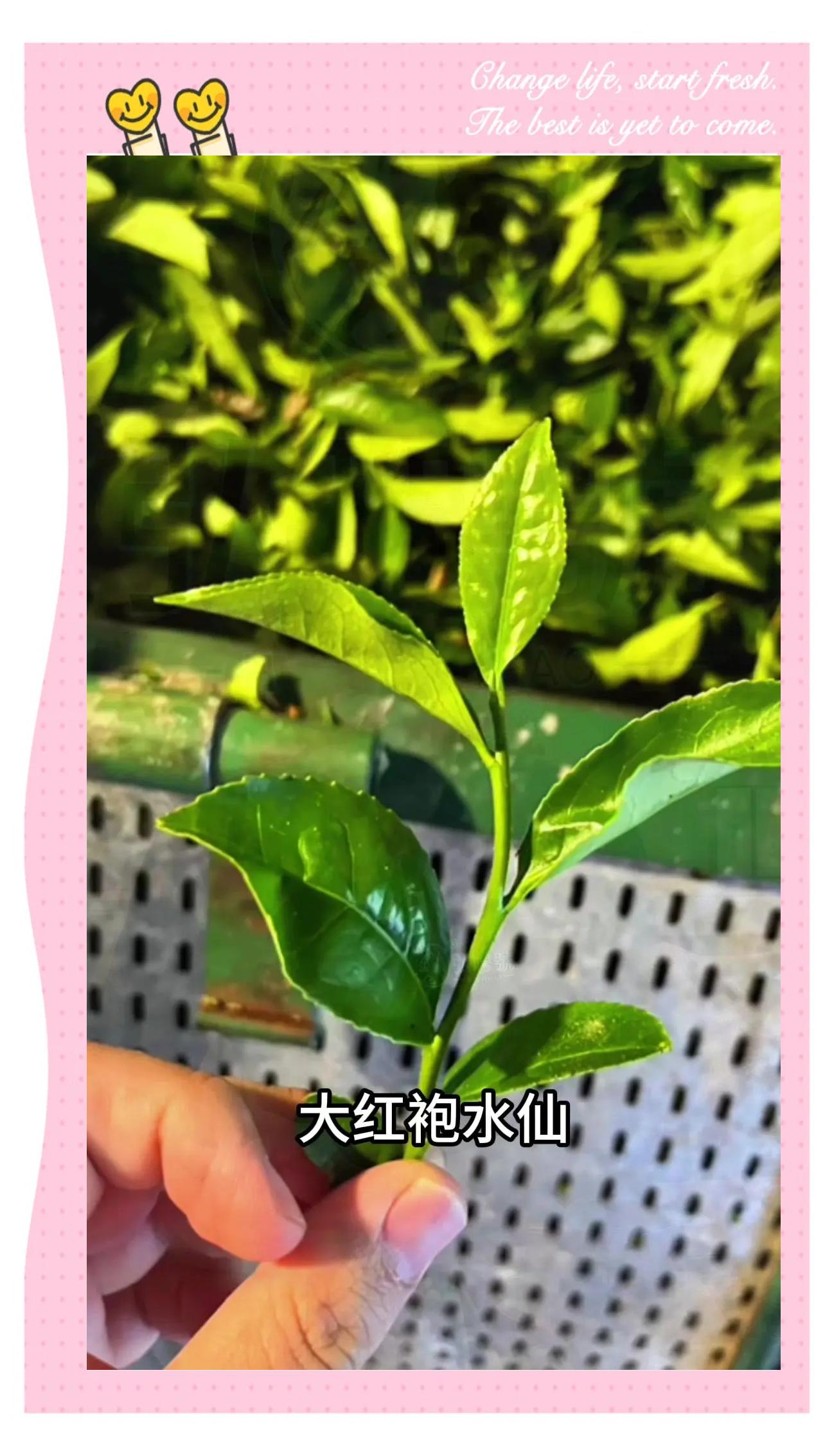 大红袍水仙肉桂哪个档次高(如何区分大红袍水仙肉桂区别?)