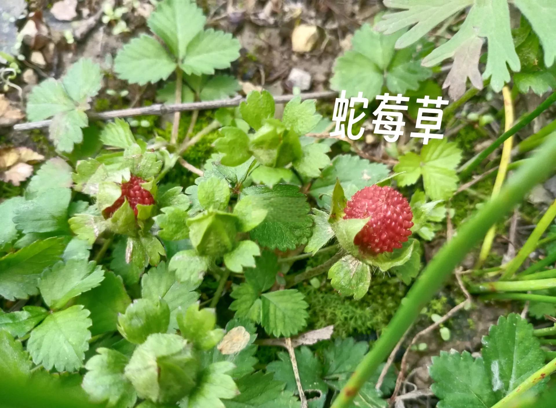蛇泡草图片(蛇泡草怎么吃法)
