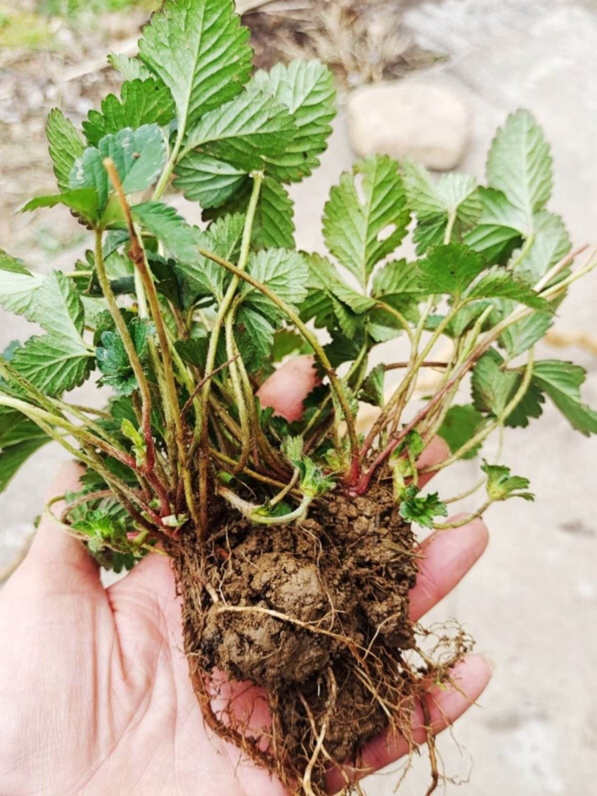 蛇泡草图片(蛇泡草怎么吃法) 蛇泡草图片(蛇泡草怎么吃法)