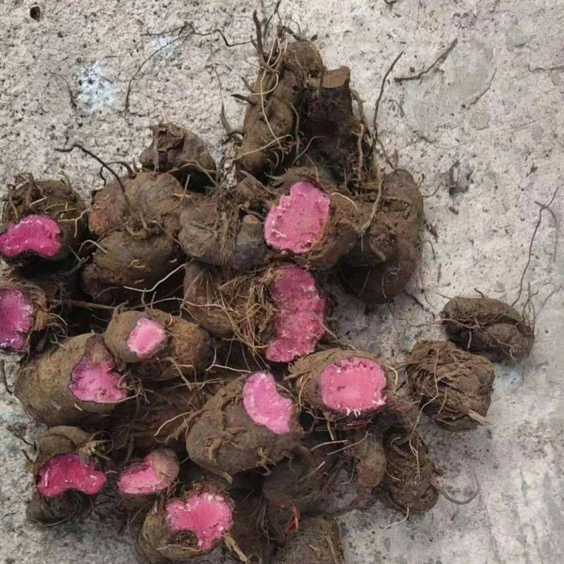 草河车别名(草河车别名和图片)