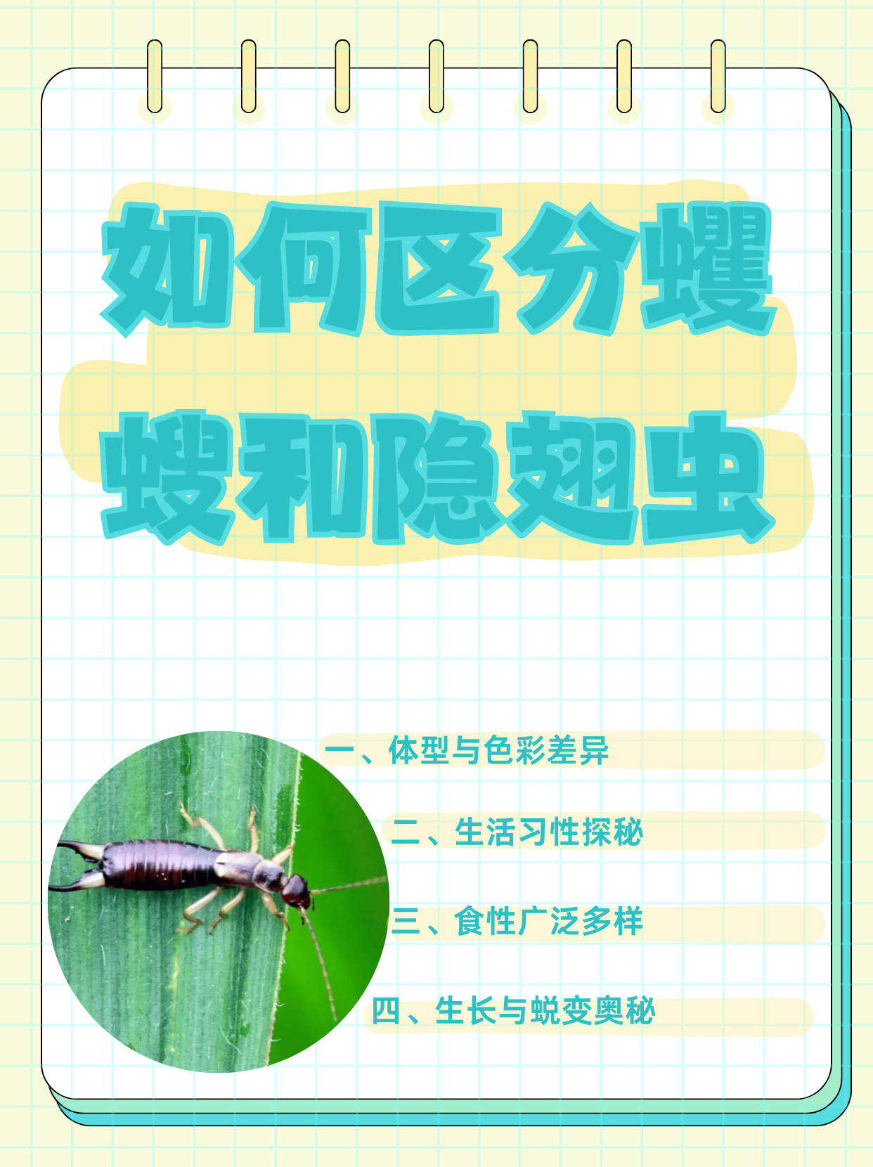 若虫和幼虫有什么区别(幼虫和若虫是一个意思吗) 若虫和幼虫有什么区别(幼虫和若虫是一个意思吗)