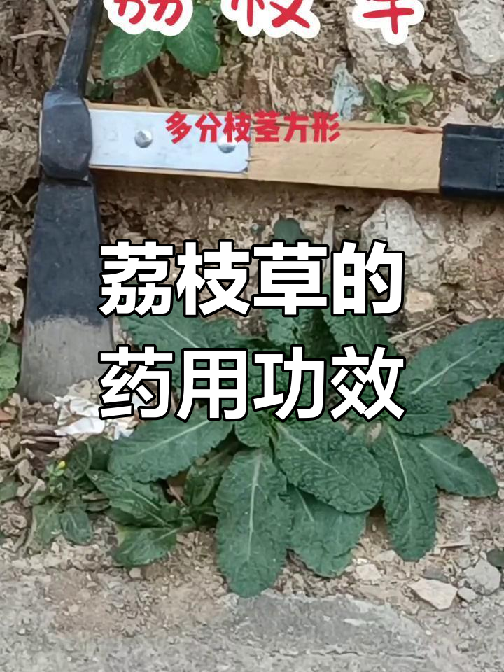 荔枝草图片(荔枝草图片功效与作用 药用价值)