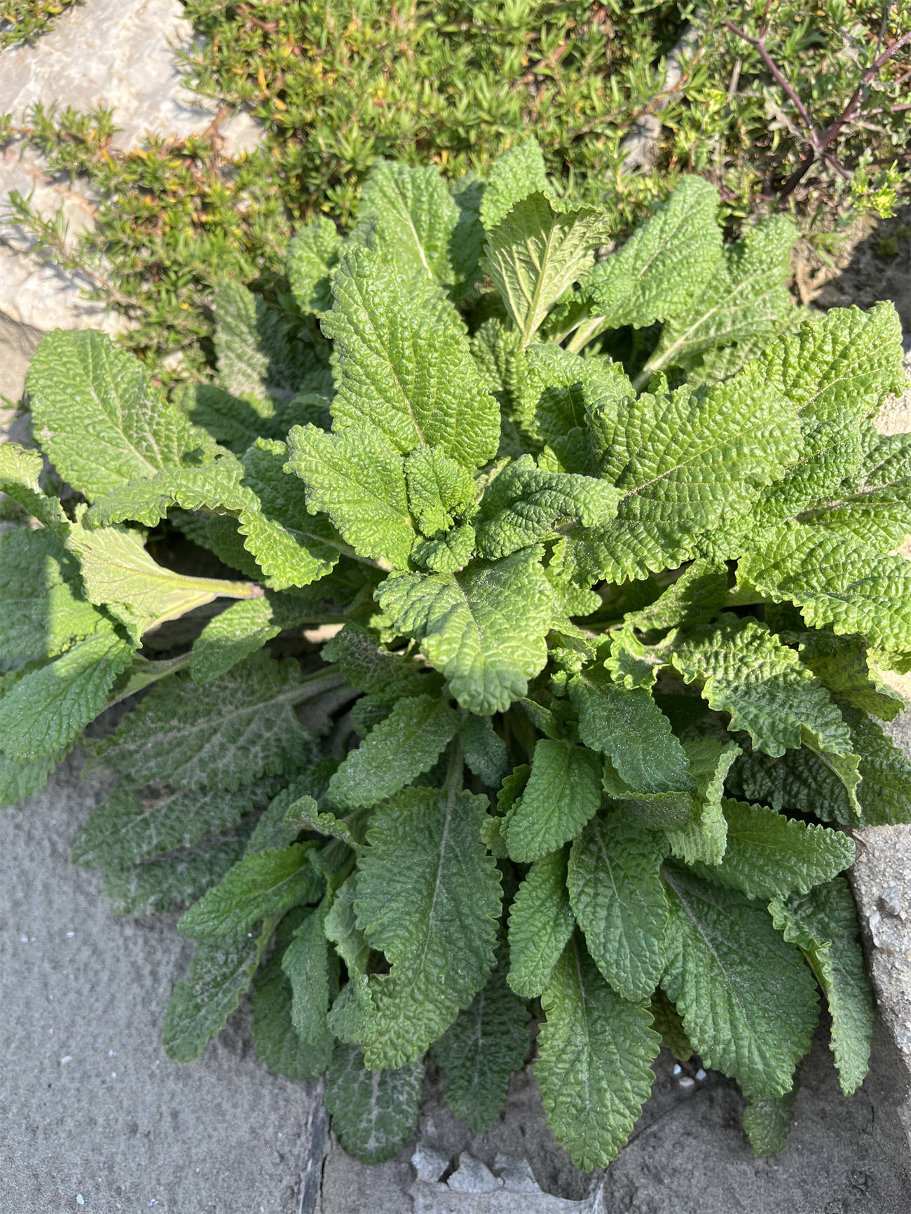 荔枝草图片(荔枝草图片功效与作用 药用价值) 荔枝草图片(荔枝草图片功效与作用 药用价值)